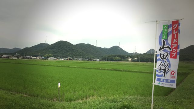 山田錦　加東市
